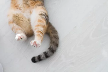 Foto op Canvas Back cat's paws and tail are tri-colored cats closeup on white background © Yuliya Timofeeva