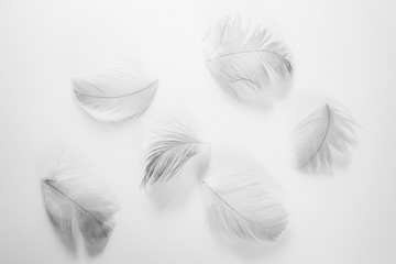 Beautiful abstract close up color white and black feathers on white isolated background and wallpaper