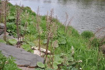 River bank with plants, flowers, stones and green grass.