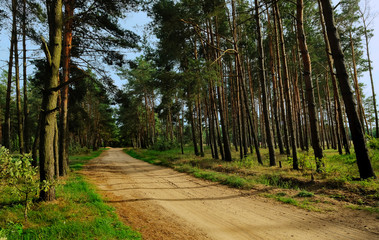 Fototapeta na wymiar Sandy road in a pine grove