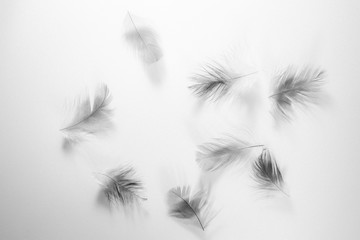Obraz premium Beautiful abstract close up color white and black feathers on white isolated background and wallpaper