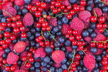 black berry red currant and raspberry berries from the forest