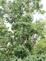 Chêne pyramidal (Quercus robur fastigiata) , une variété de chêne à hautes tiges fortement ramifié de cime couronnée retombante