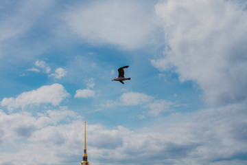 Seagull flying against the blue sky with white clouds