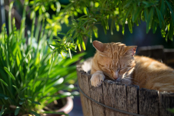 orange cat on wooden basket in the garden