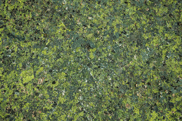 Stone covered by green moss and lichen