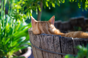 orange cat on wooden basket in a garden 