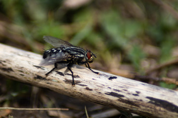 Fly