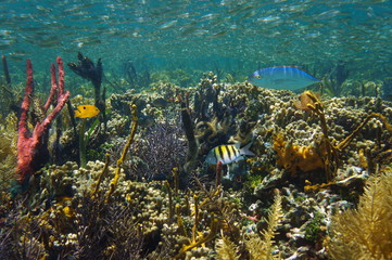 Thriving marine life in a coral reef underwater in the Caribbean sea, Belize