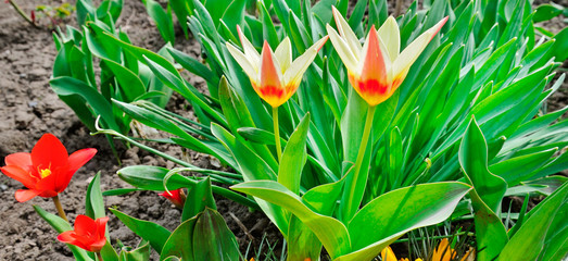 Tulips flowers blooming in a garden. Wide photo.