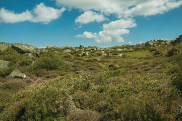 Fototapeta na wymiar Bushes among rocky terrain on highlands