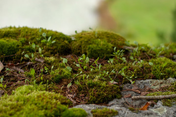 Wood Close Up