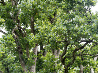 Chêne pyramidal (Quercus robur fastigiata) , une variété de chêne à hautes tiges fortement ramifié de cime couronnée retombante