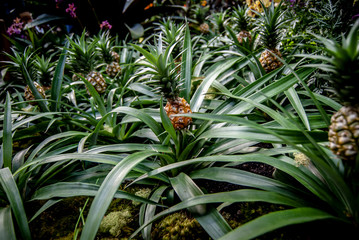 Pineapple plant field