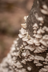 Forest Stem