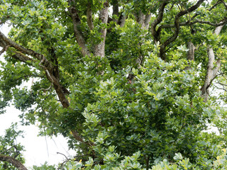 Ecorce gris-foncé et grosses branches et rameaux brun rouge du Chêne pyramidal ou Quercus robur 'fastigiata'
