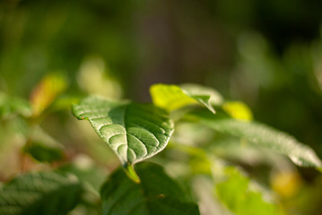 Obraz premium Green Leaf in Forrest