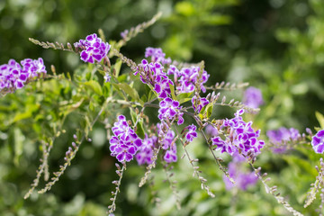 Purple Flower