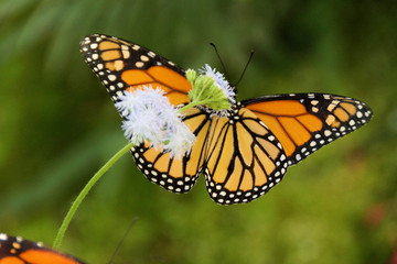   Beautiful Monarch butterfly on a flower from Butterfly Estates Fort Myers, Florida  