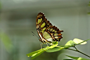  Beautiful malachite butterfly on a leaf from Butterfly Estates, Fort Myers, Florida      