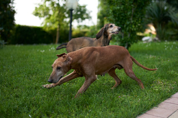 two hounds play in a meadow
