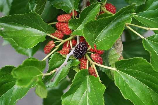 mulberry seeds, mulberries get black color