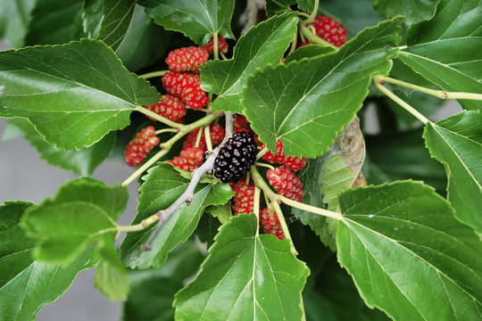mulberry seeds, mulberries get black color