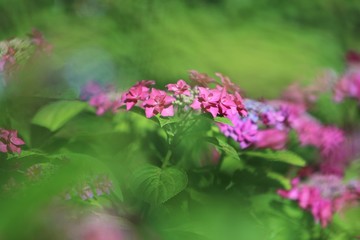 Fototapeta premium 癒しの紫陽花（アジサイ）梅雨