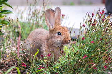 Cute little bunny covered in flowers