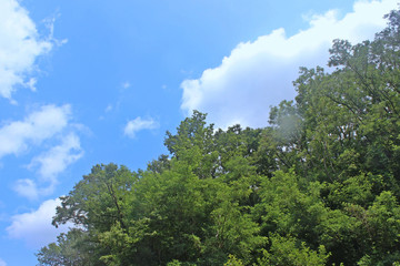 Obraz premium 하늘과 푸른나무