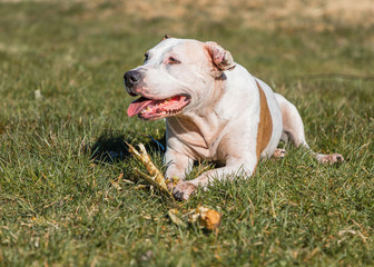 big, fun, rabid dog is playing