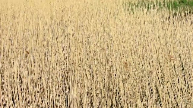 Reeds (Phragmites australis) blowing in the wind