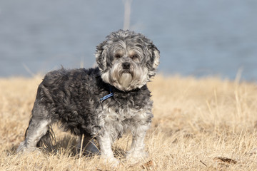 Lowchen dressed Dog Photo shoot at state park