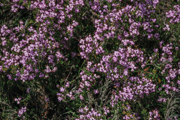 Colorful flowers over brushes and rocks