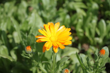 Fototapeta premium Ringelblume