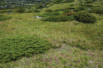 Bushes among rocky terrain on highlands