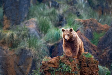 brown bear in the forest