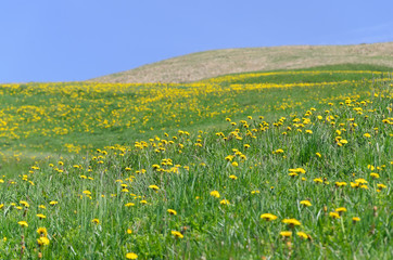 Field of yellow flowers in the mountains. Green mountain meadow with many yellow flowers on a summer day. In the background the hilltop and a brilliant blue sky. Landscape format.