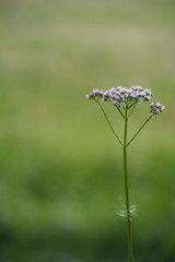 purple flower in a meadow