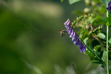bee that feeds on a purple bellflower