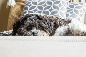 Shi poo photo shoot inside black and white