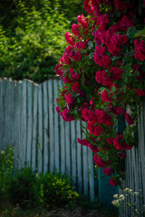 Big red rose bush over the fence in the garden