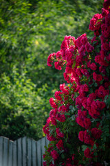 Big red rose bush over the fence in the garden