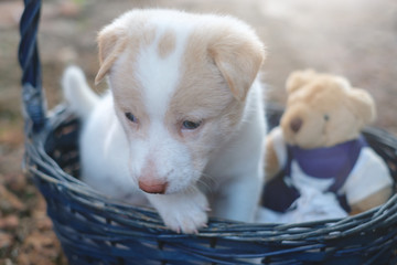 A cute puppy is playing in outdoor and natural background