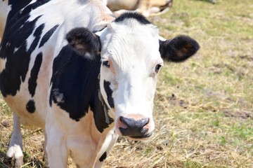 Black and white cow in a summer field, selective focus. Goby grazing in a meadow. Farm animal. Bull eating grass on a farm. Domestic cattle. Calf on a pasture. 