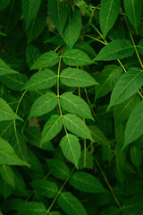 Background of green fresh leaves. Beauty foliage. Natural background for design or texture