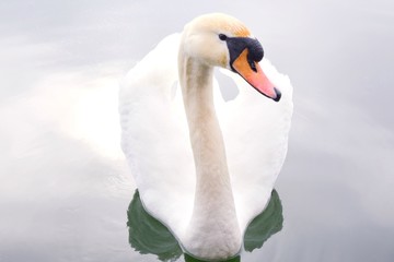 Obraz premium A beautiful white swan with a red beak swims in a pond, selective focus. Graceful white swan with a long neck in the river. 