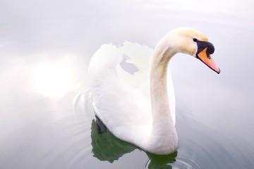 Obraz premium A beautiful white swan with a red beak swims in a pond, selective focus. Graceful white swan with a long neck in the river. 