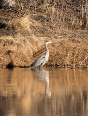 Great blue heron flying around pond for fish