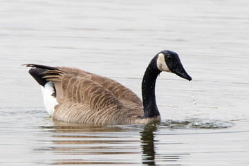 Canada goose swimming in pond